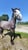 Horse ad