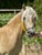 Horse ad