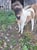 Annuncio cavallo