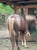 Horse ad