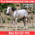 Horse ad