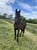 Horse ad
