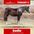 Horse ad