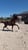 Horse ad