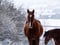 Horse ad