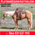 Horse ad