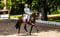 Annuncio cavallo