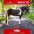 Annuncio cavallo