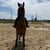 Annonce cheval