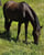 Horse ad