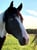 Horse ad