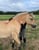 Horse ad
