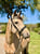 Anuncio de caballos