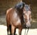 Annuncio cavallo