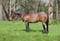 Annonce cheval