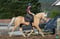 Horse ad
