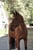 Horse ad