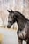Annuncio cavallo