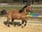 Annuncio cavallo
