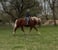 Horse ad