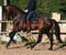 Horse ad
