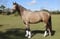 Horse ad