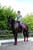 Annuncio cavallo