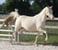 Annuncio cavallo