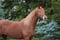 Annuncio cavallo