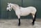 Annuncio cavallo