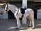Horse ad