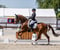 Annuncio cavallo