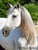 Horse ad