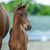 Annonce cheval