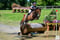 Horse ad