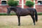 Horse ad