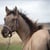 Horse ad