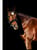 Horse ad
