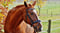 Anuncio de caballos