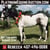 Horse ad