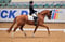 Annuncio cavallo