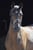 Horse ad