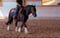 Anuncio de caballos