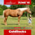 Annuncio cavallo