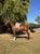 Horse ad