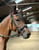 Annuncio cavallo