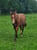 Annuncio cavallo