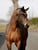 Horse ad