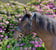 Annuncio cavallo