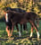 Horse ad
